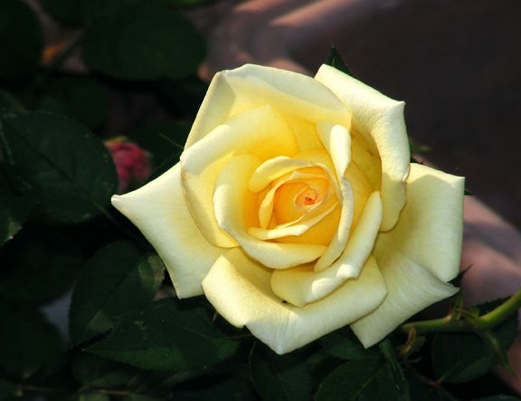 Butter Cream photo bc2013_06210070_zps8f99695b.jpg